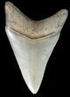 Excellent, Serrated, Fossil Megalodon Tooth - Georgia #46002-1